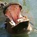 Big-mouth Hippo